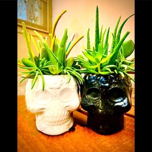 💀 🎃 Skulls & Living Succulents